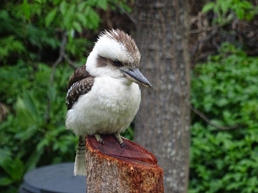 Kookaburra